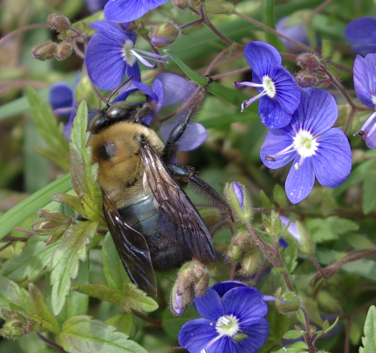 sweetbay Carpenter Bees and Blue Speedwell