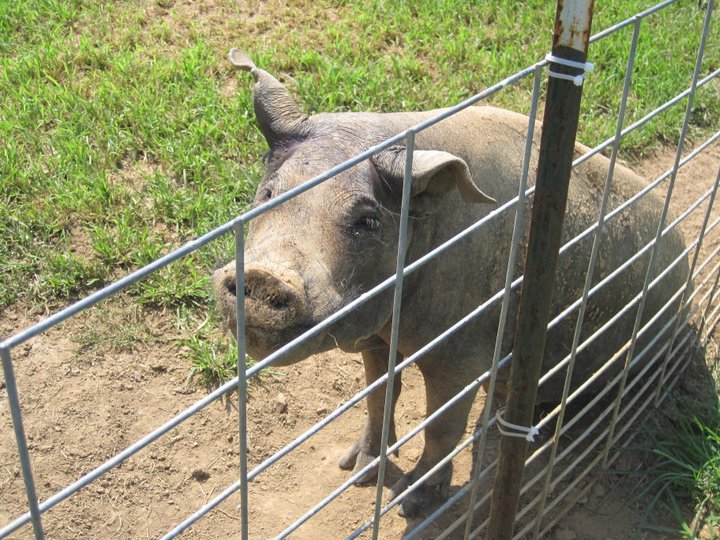 Everyday Revelry Pigs, a Sanctuary