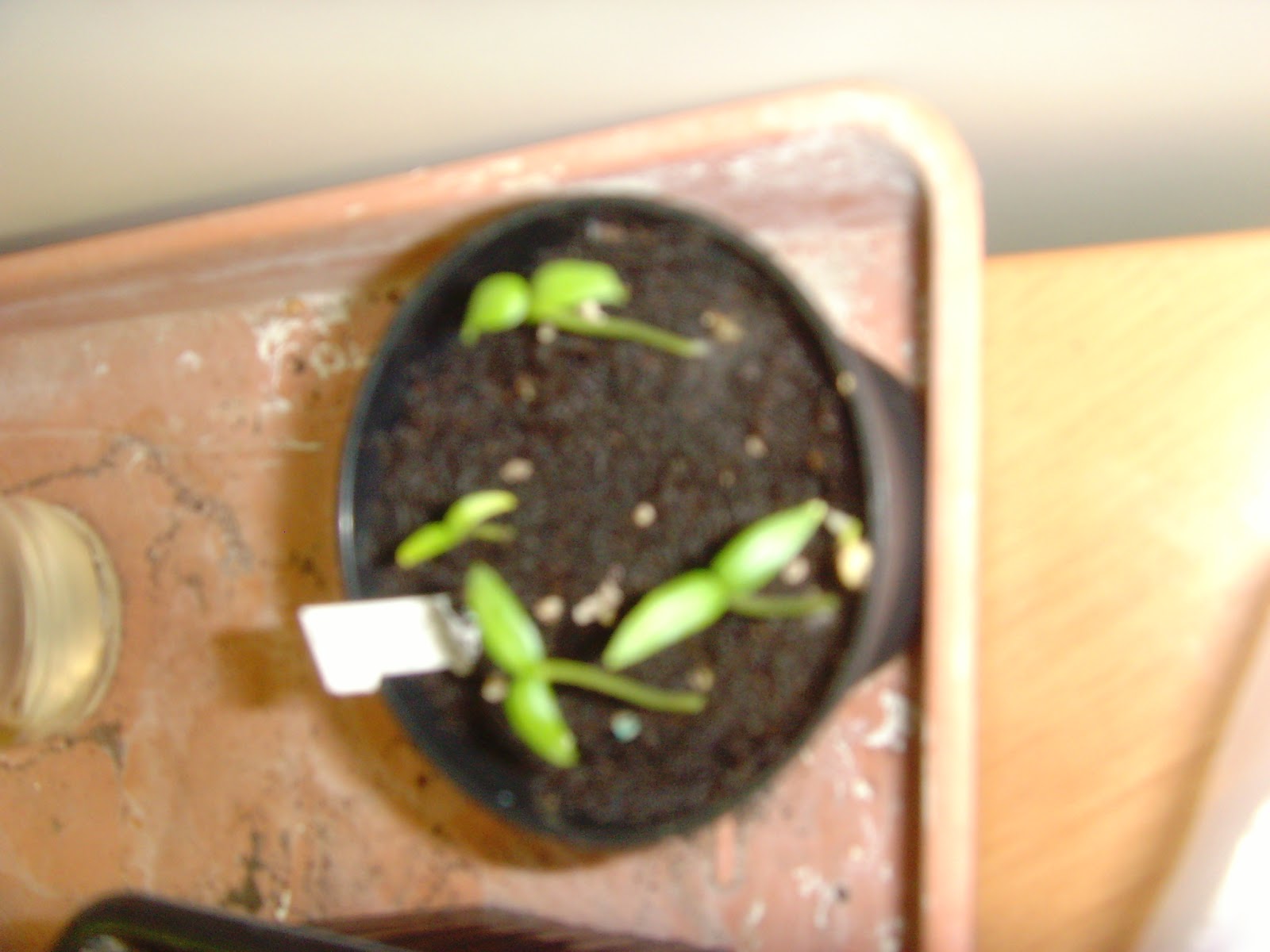 Les piments,le potager, les fleurs et plantes de biosyrphe: idée ...