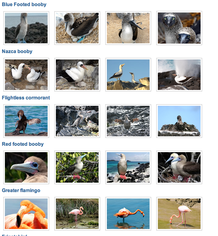 Galapagos Travel Blog: Galapagos Islands Birds Trivia- Answer Correctly