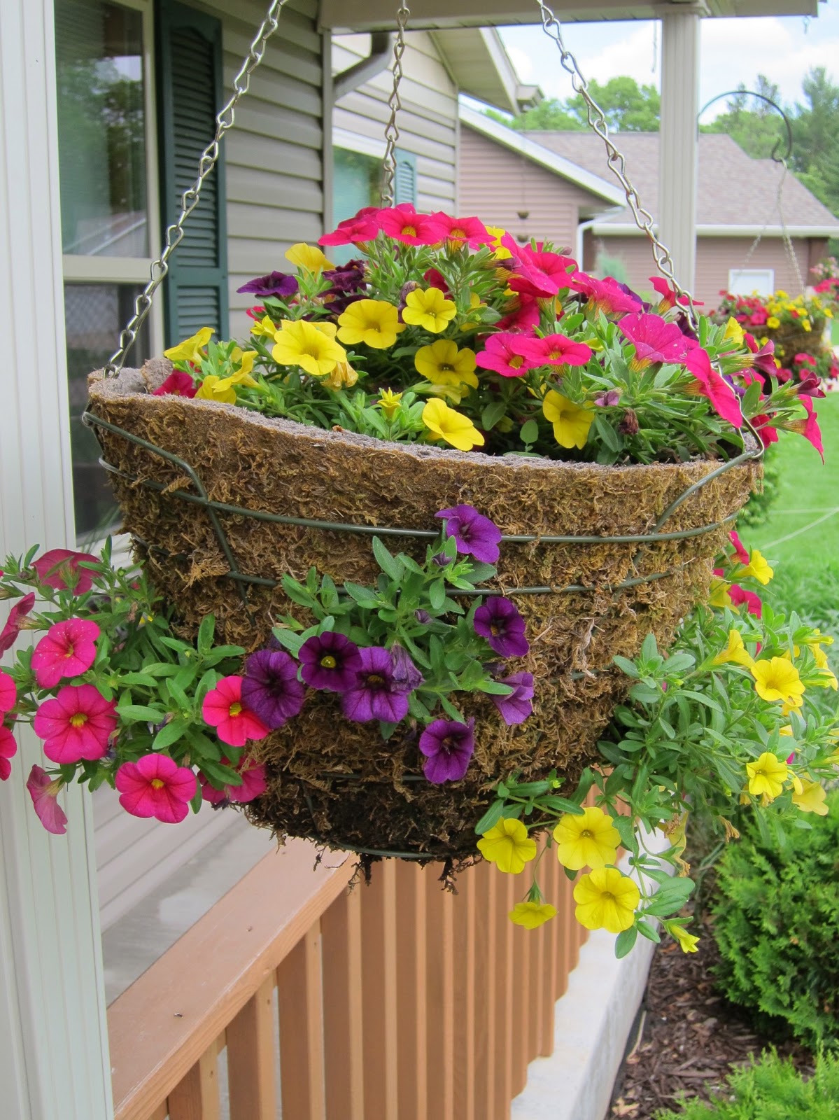 All Sorts of Random 3 Week Update on my Side Planting Hanging Baskets