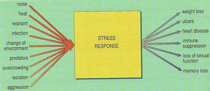 Stress Response Flow Chart