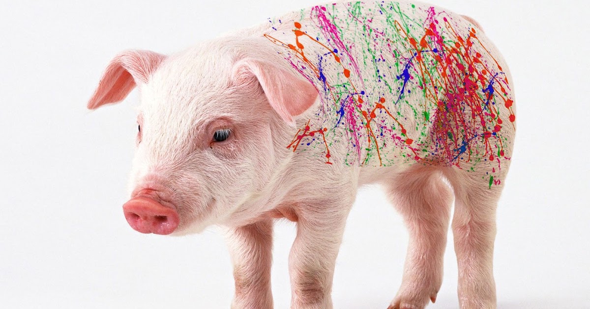 pig splat