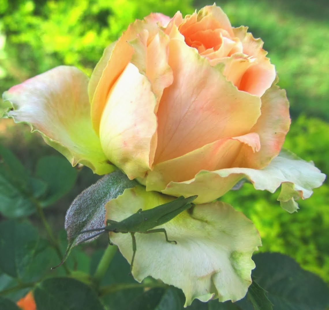 NATURAL & UNIQUE PHOTOGRAPHY ROSE FLOWERS