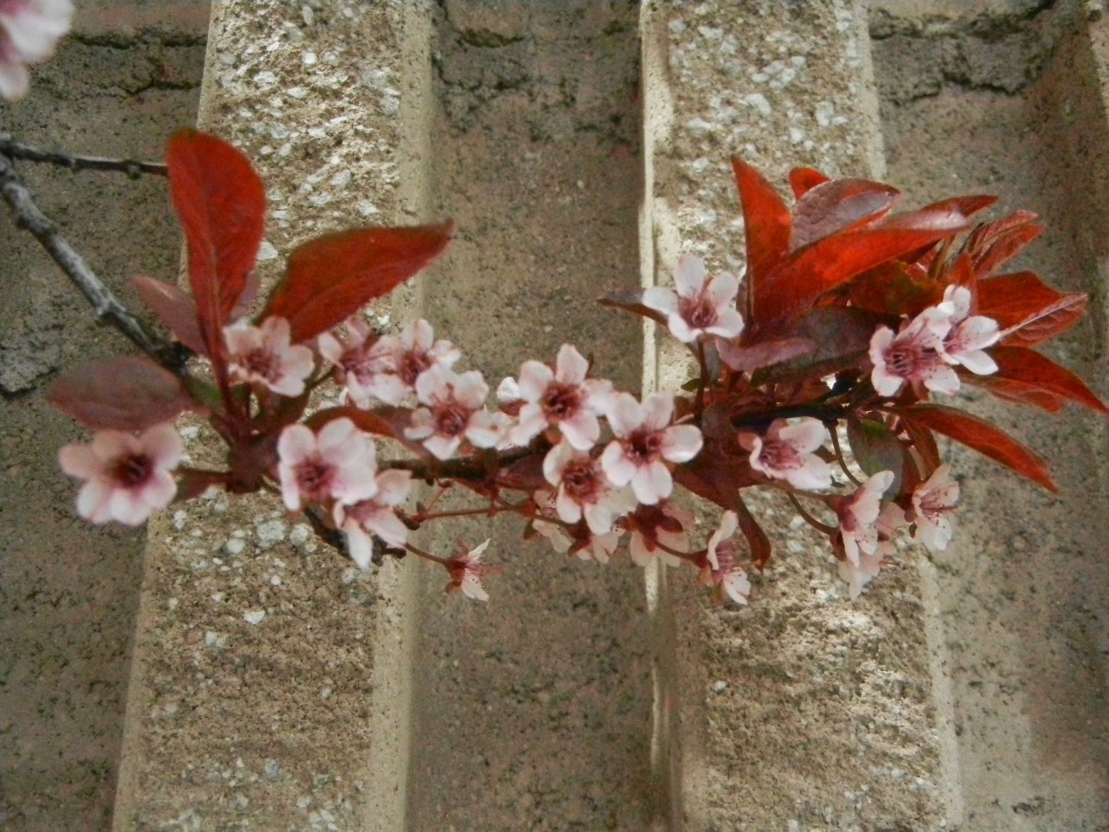 Blooming NowPurple Leafed Flowering Plums
