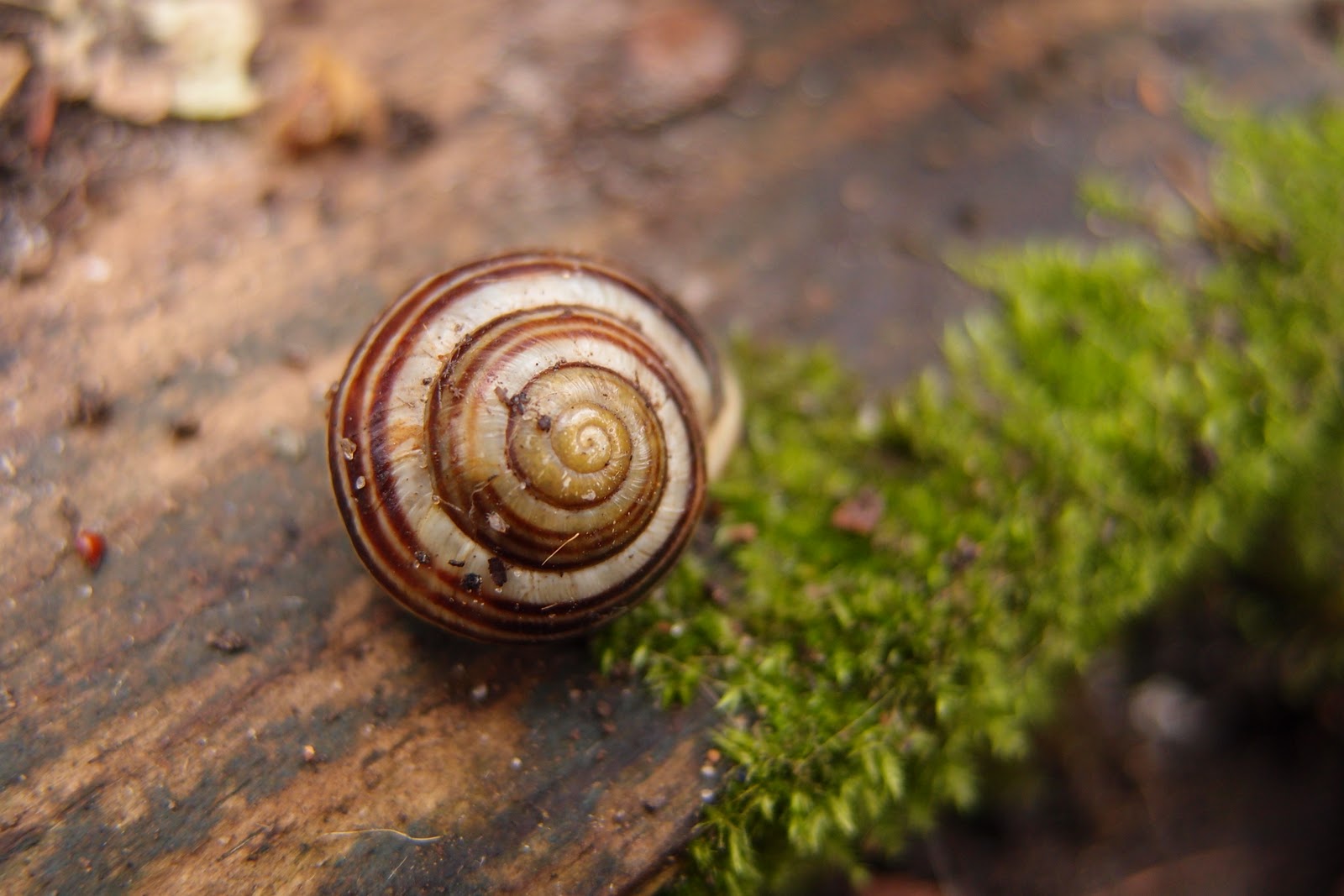 The domestic novice At a snail's pace