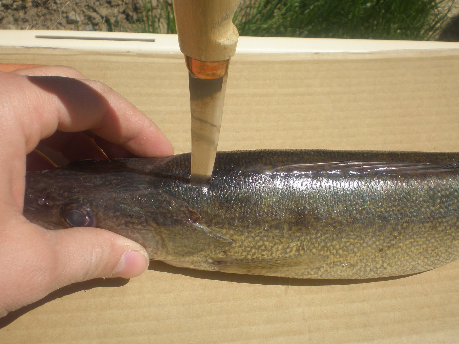 Filleting and zippering a walleye The Metro Pioneer