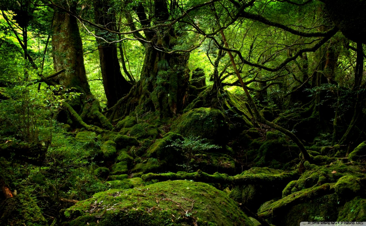 Rainforest HD desktop wallpaper High Definition Fullscreen Rainforest HD desktop wallpaper High Definition Fullscreen