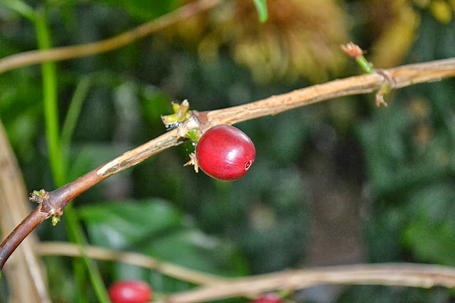 Vegetal Art La Minute Jardin Sur France Bleu Berry Societe D
