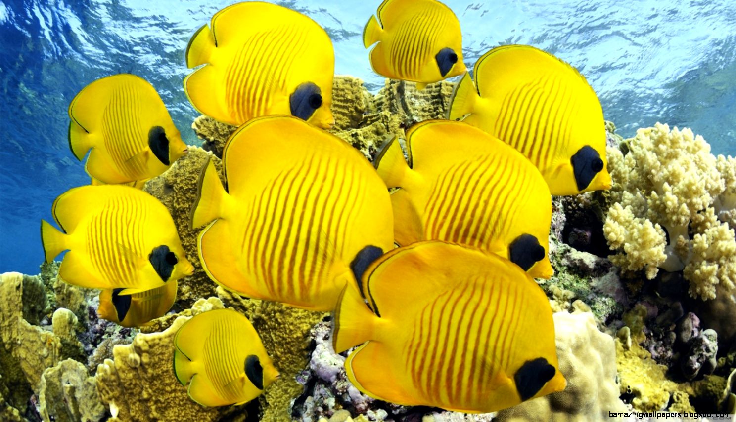 Underwater HD desktop wallpaper High Definition Fullscreen Underwater HD desktop wallpaper High Definition Fullscreen