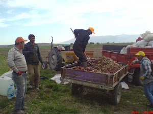 PATATES DİKİMİ