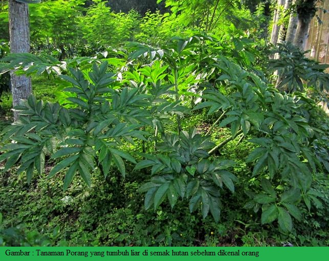 kebun jahe nusantara Budidaya Tanaman Porang dan Nilai