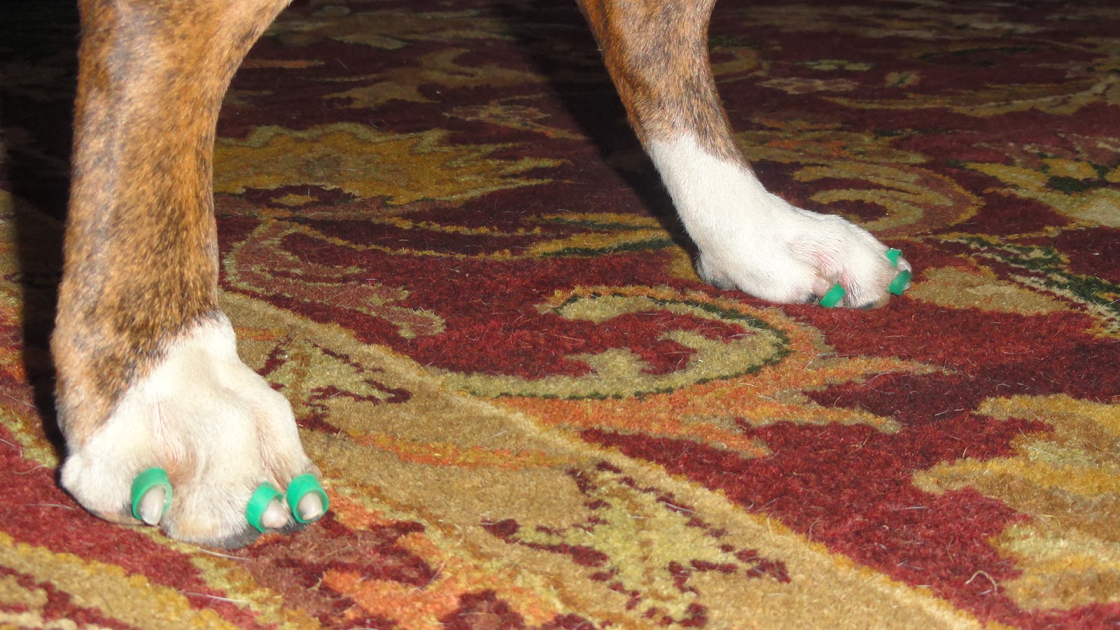 3 Dog BlogA Boxer Adventure Degenerative Myelopathy