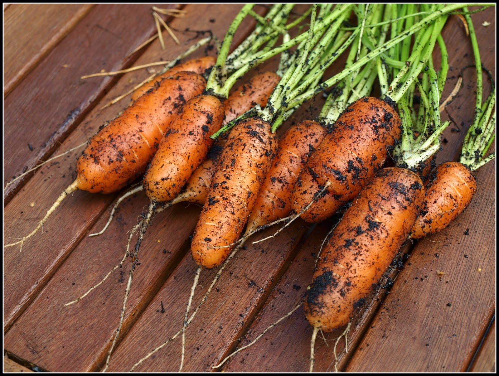 Mark's Veg Plot Carrots "Early Nantes"