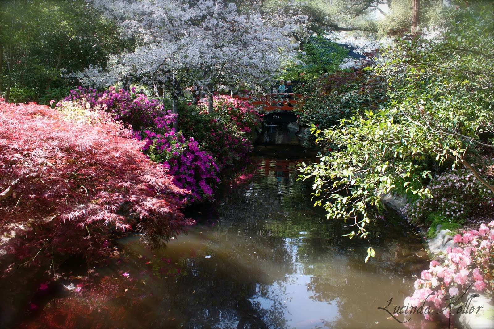 Cobalt Violet: Japanese Gardens and Lilacs in Bloom ~ Descanso Gardens