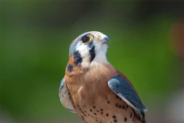 6 Jenis Burung Alap Alap Penangkap Tikus Falcon Manuk