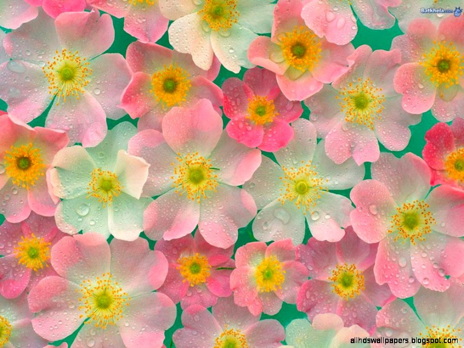 Pretty Flowers Wallpapers Wallpaper Cave Pretty Flowers Wallpapers Wallpaper Cave