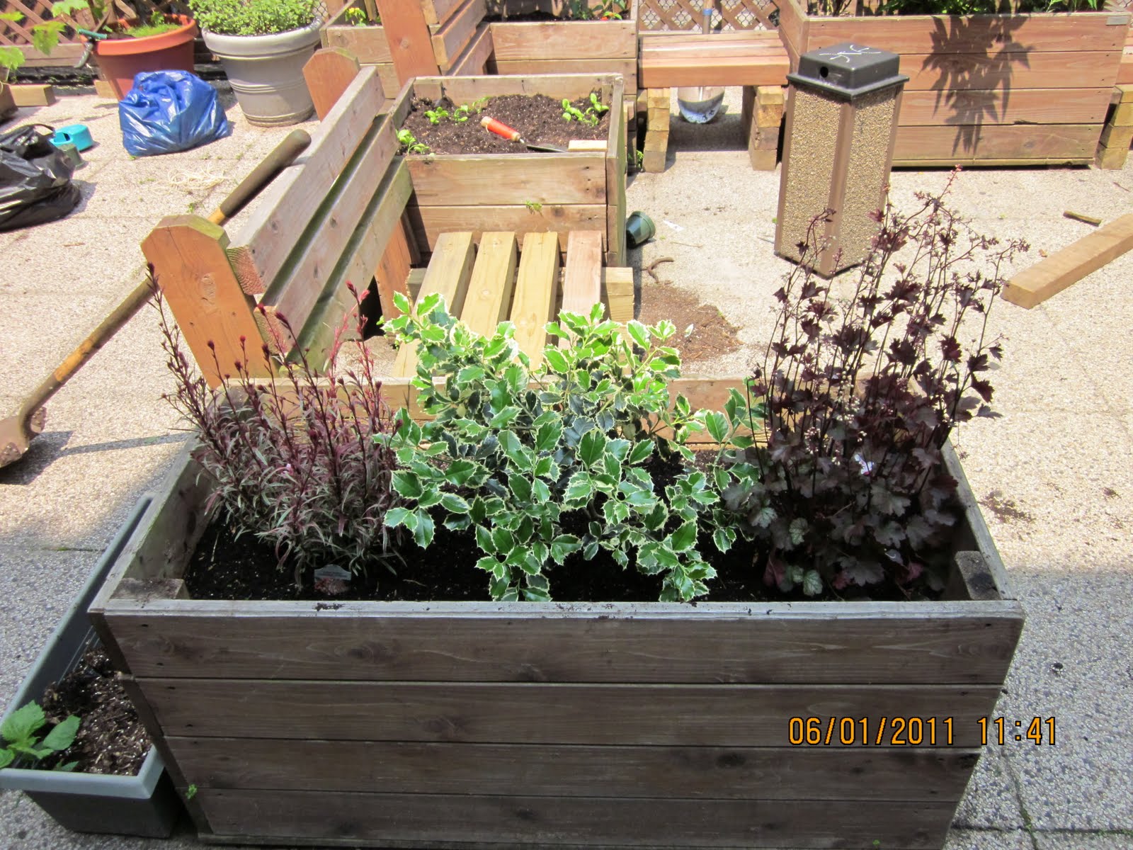 European+variegated+dogwood+shrubs