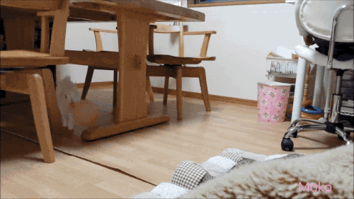 animal gifs, bunny frolicking with balloon