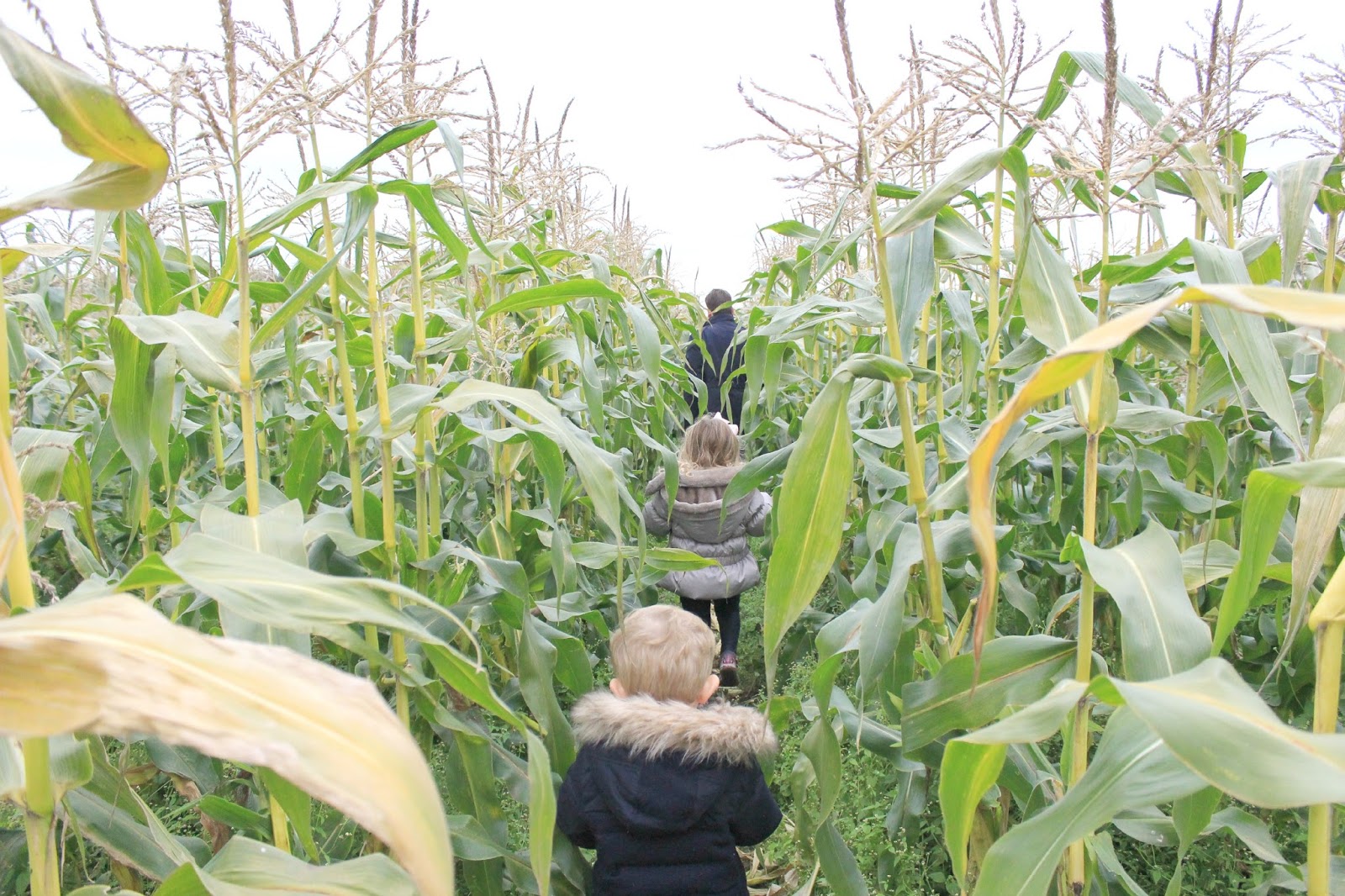 Picking Pumpkins at Garsons Farm Mrs Jones London