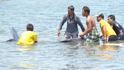 Ikan Paus Ditemukan Terdampar di Pantai Kolo