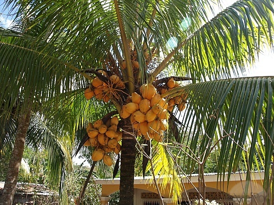 gambar pohon kelapa - Apick_Aw0x'z