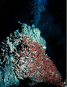 chemosynthesis riftia pachyptila chemosynthesis riftia pachyptila