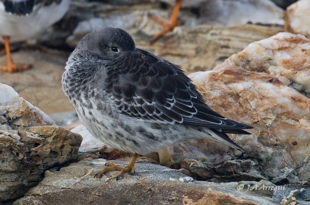 Correlimos oscuro, Calidris maritima, Purple Sandpiper Correlimos oscuro, Calidris maritima, Purple Sandpiper