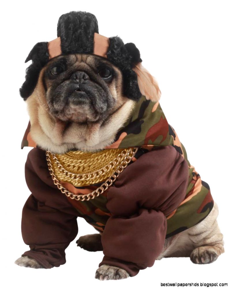 Animal Planet Raptor Dog Costume Pet Costumes Animal Planet Raptor Dog Costume Pet Costumes