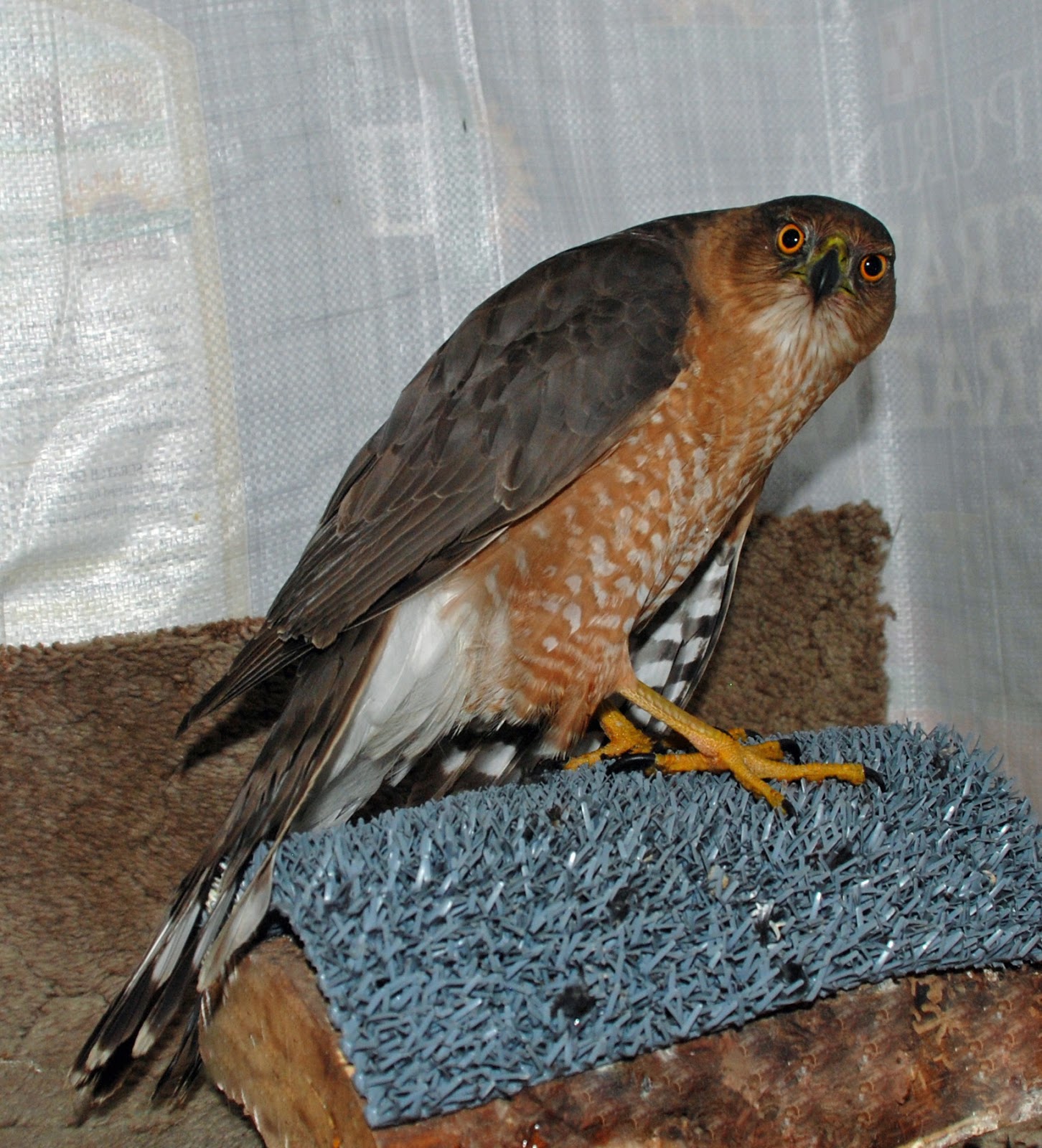 ironside bird rescue inc handsome bird ironside bird rescue inc handsome bird
