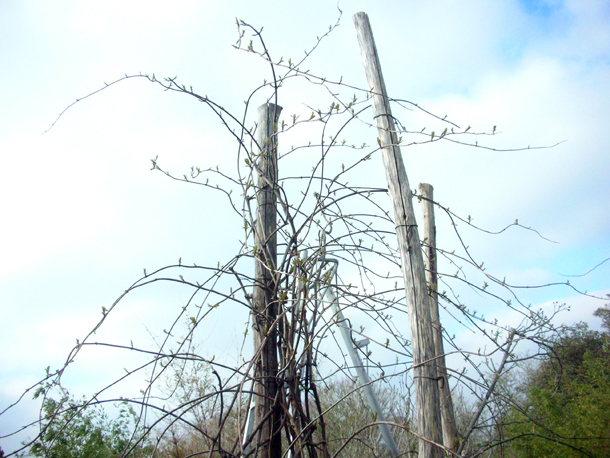 Ligustrum Japonicum Amur Common Privet Curlyleaf Ligustrum