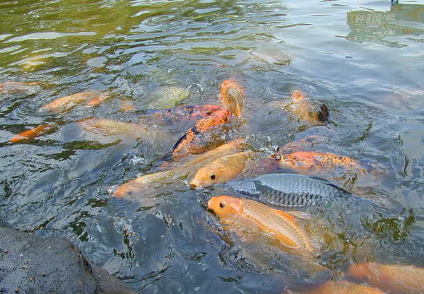 Perikanan Budidaya Ikan Ikan Hias Resep Ikan