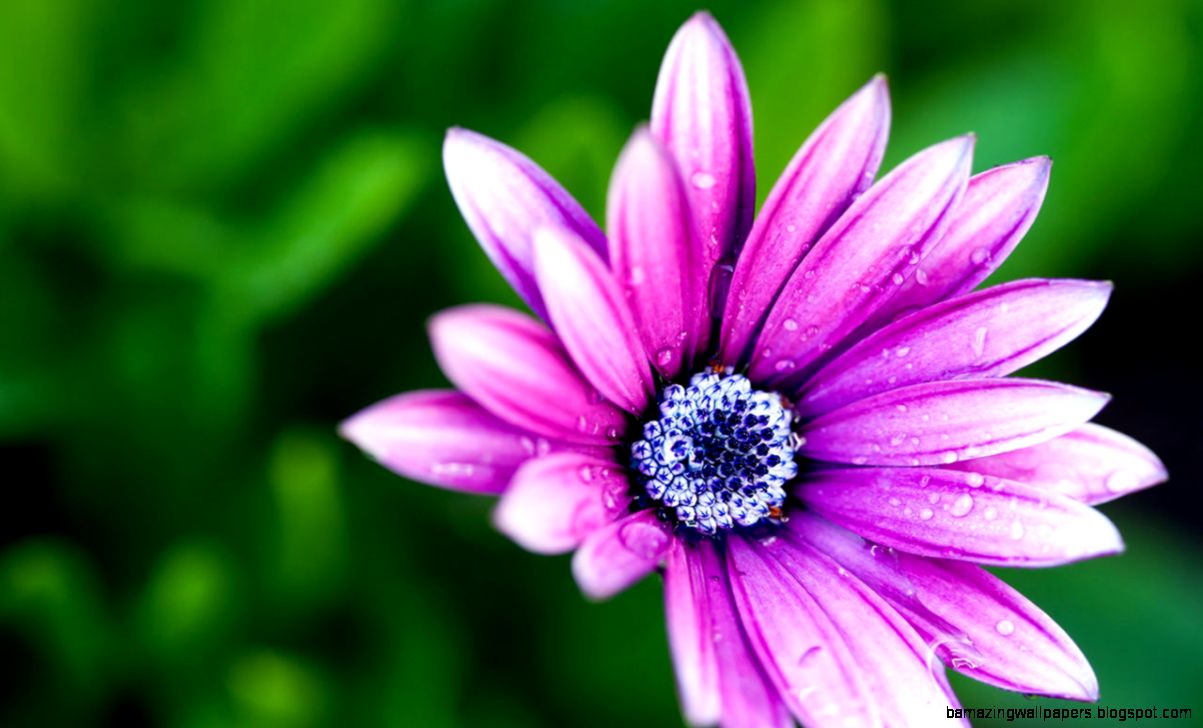 beautiful flower photography wallpaper NATURE AND ANIMALS beautiful flower photography wallpaper NATURE AND ANIMALS