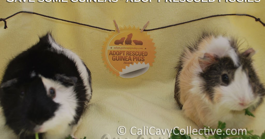 Cali Cavy Collective a blog about all things guinea pig Save some guineas adopt rescued piggies