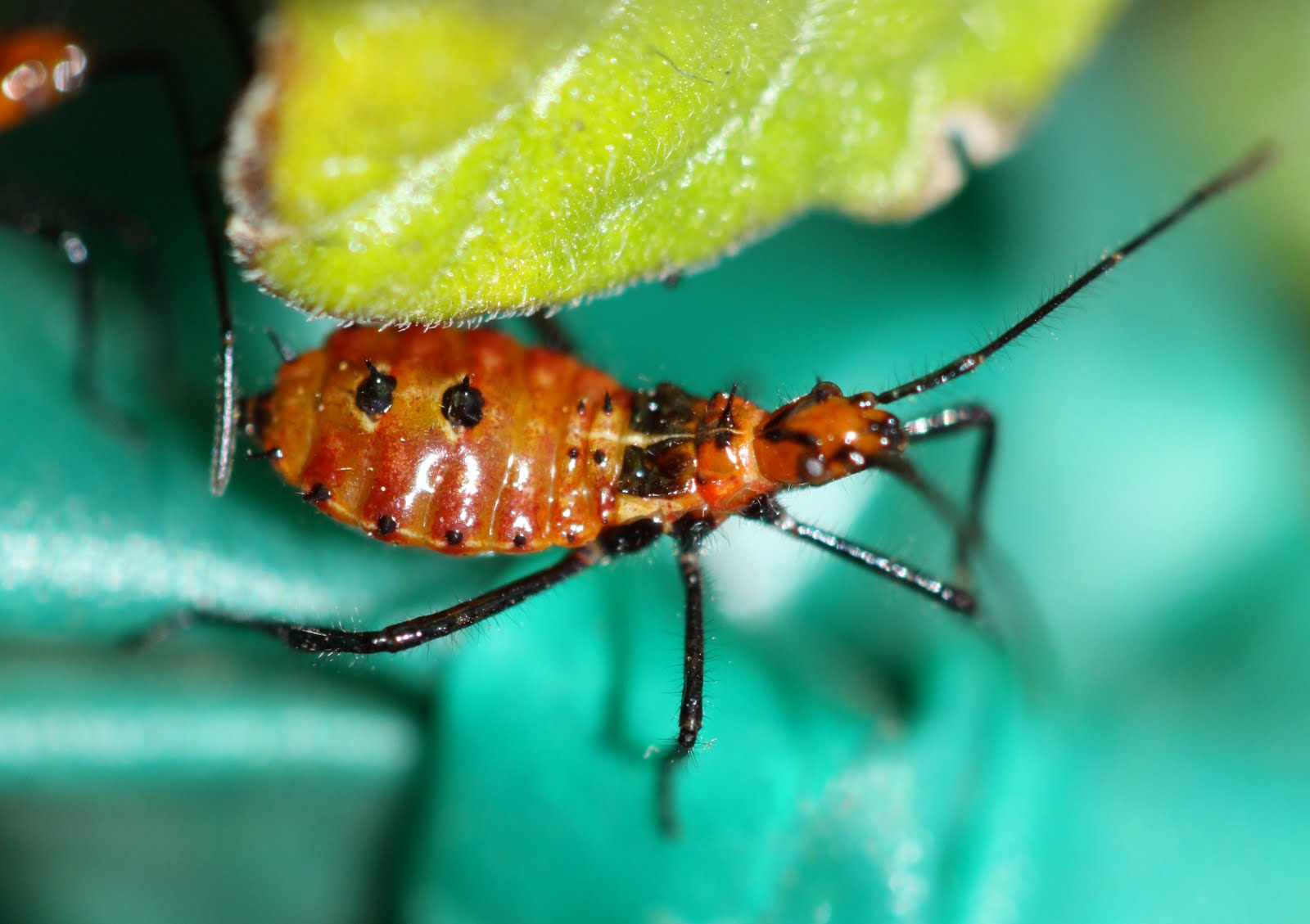 Bug Transformation