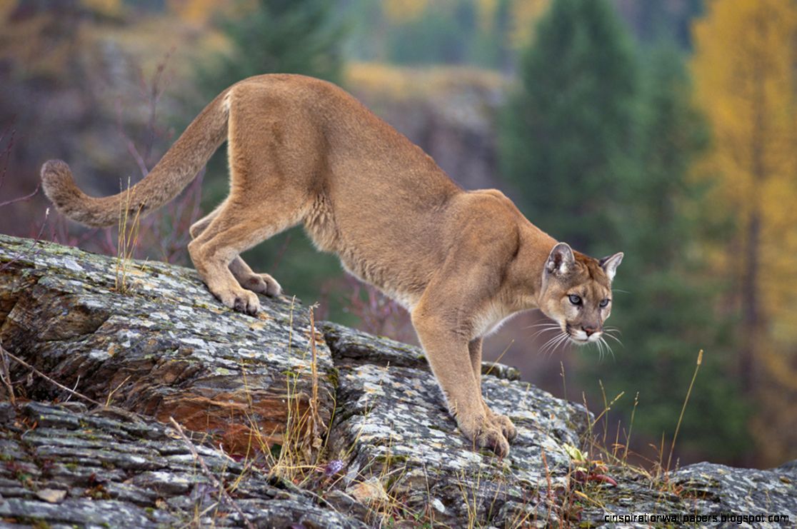 Mountain Lion Mountain Lion