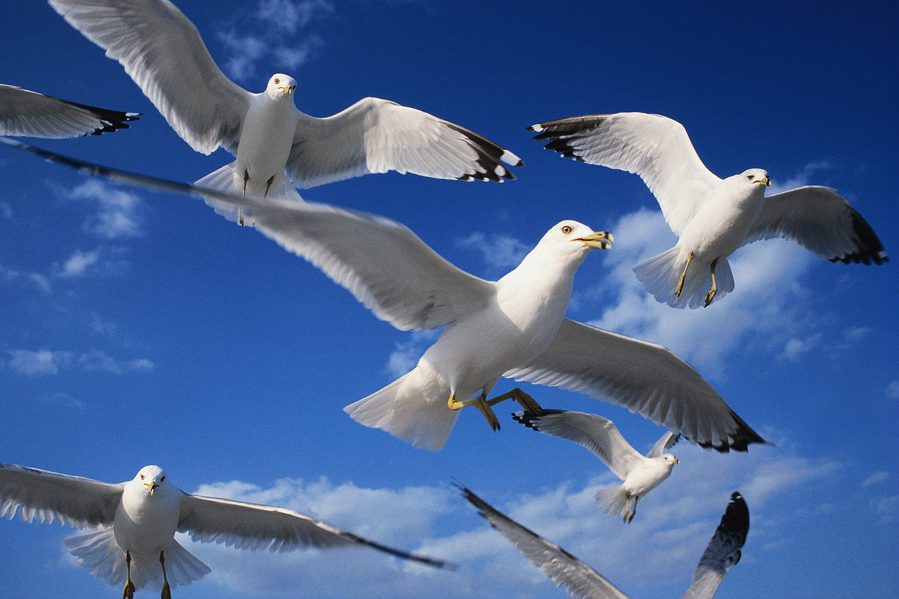 Los animales aereos Imagui