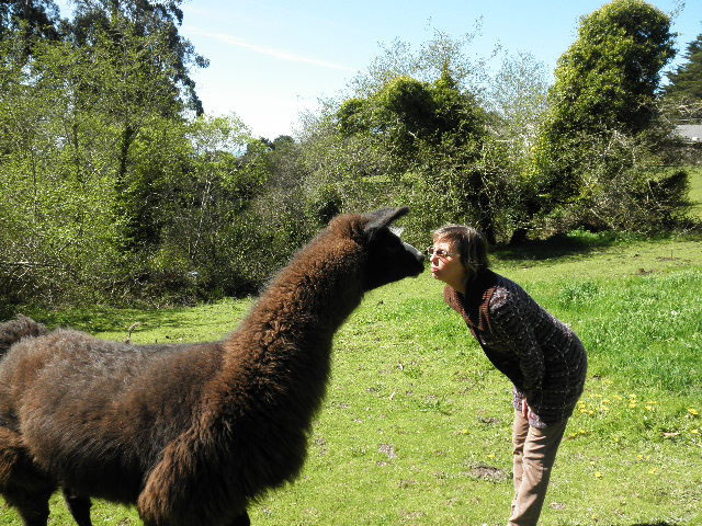 Llama Kisses