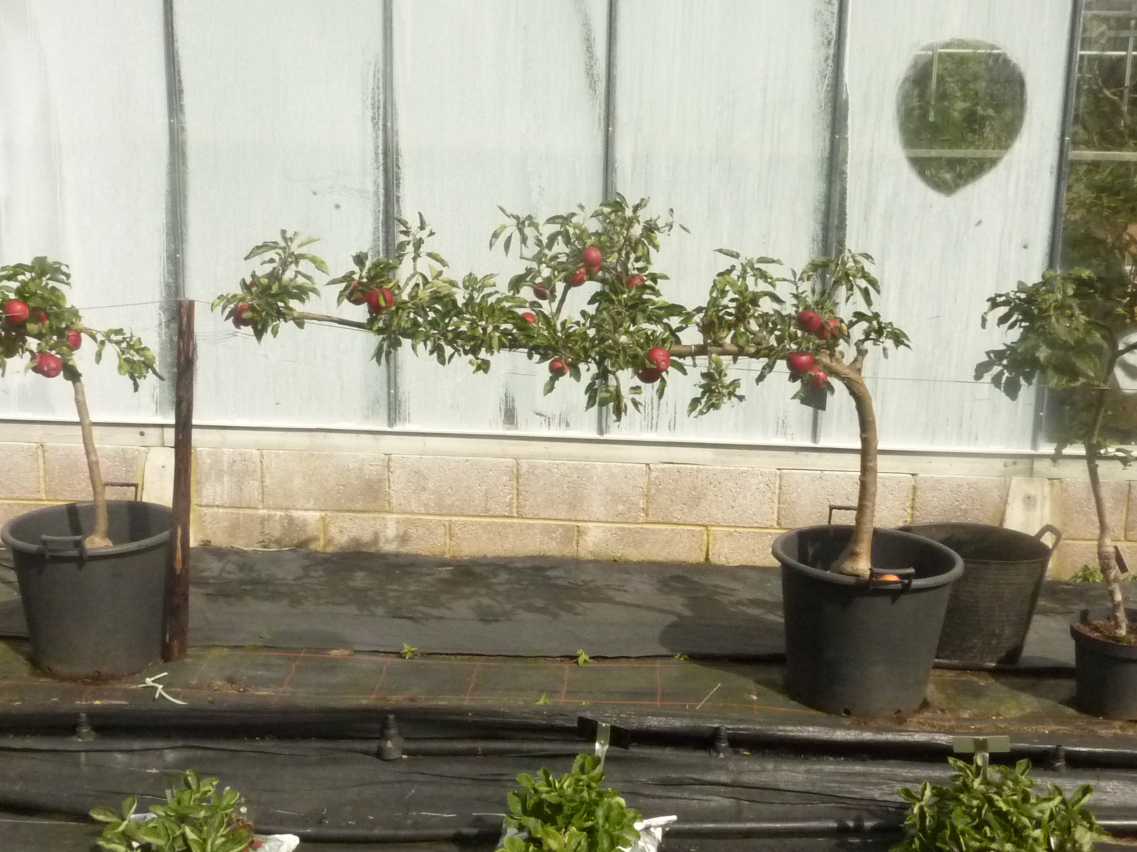 Adams Apple Trees An Apple Affair Trained Fruit at West Dean Sussex