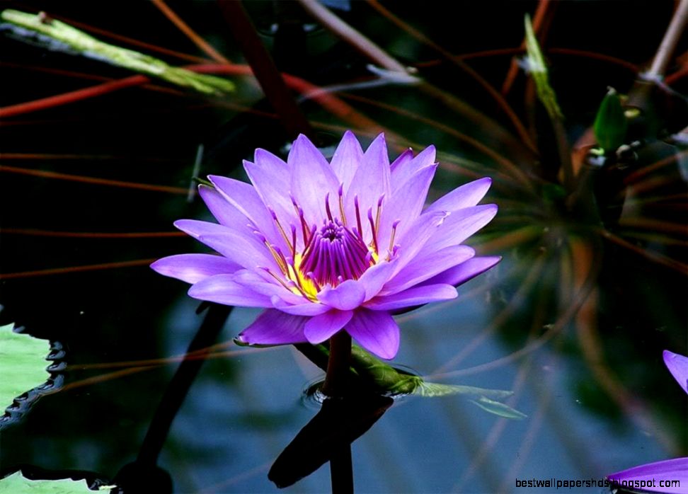 White lotus flowers beautiful images Beautiful black and white White lotus flowers beautiful images Beautiful black and white