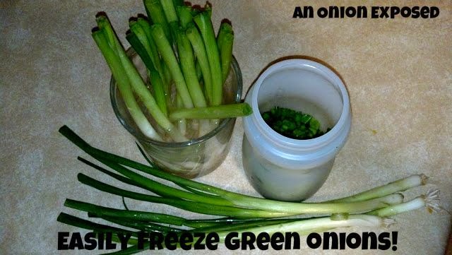 An Onion Exposed: Regrowing/Freezing Green Onions
