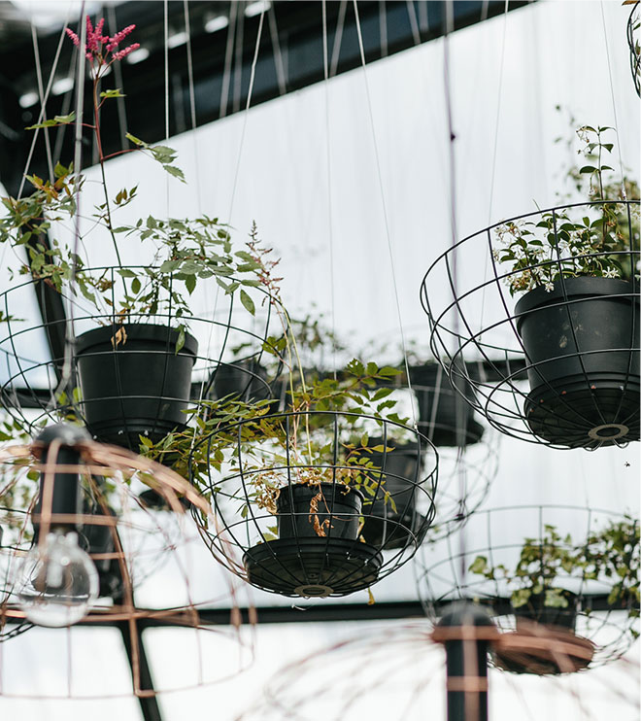 laostudio Blueberry Café