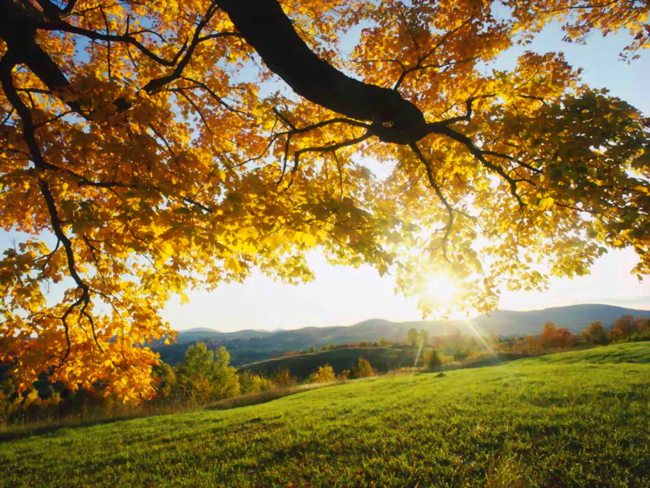 http://3.bp.blogspot.com/-O7BTEZO0nIM/UH6-Z0sQcmI/AAAAAAAAAMU/LID1P3r8Aws/s1600/autumn+morning+wallpaper+desktop+hd+field.jpg