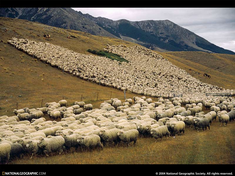 Alot Of Sheep