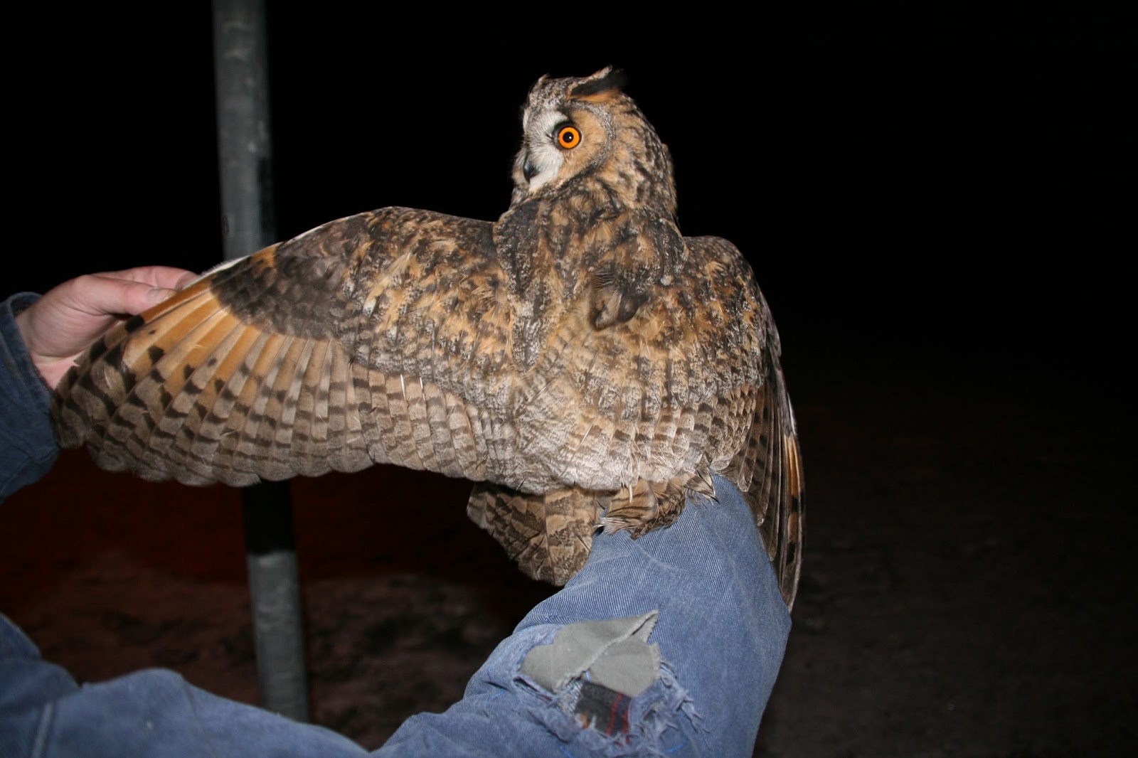Causeway Coast Ringing Group Irish Bird Ringing Data Owls
