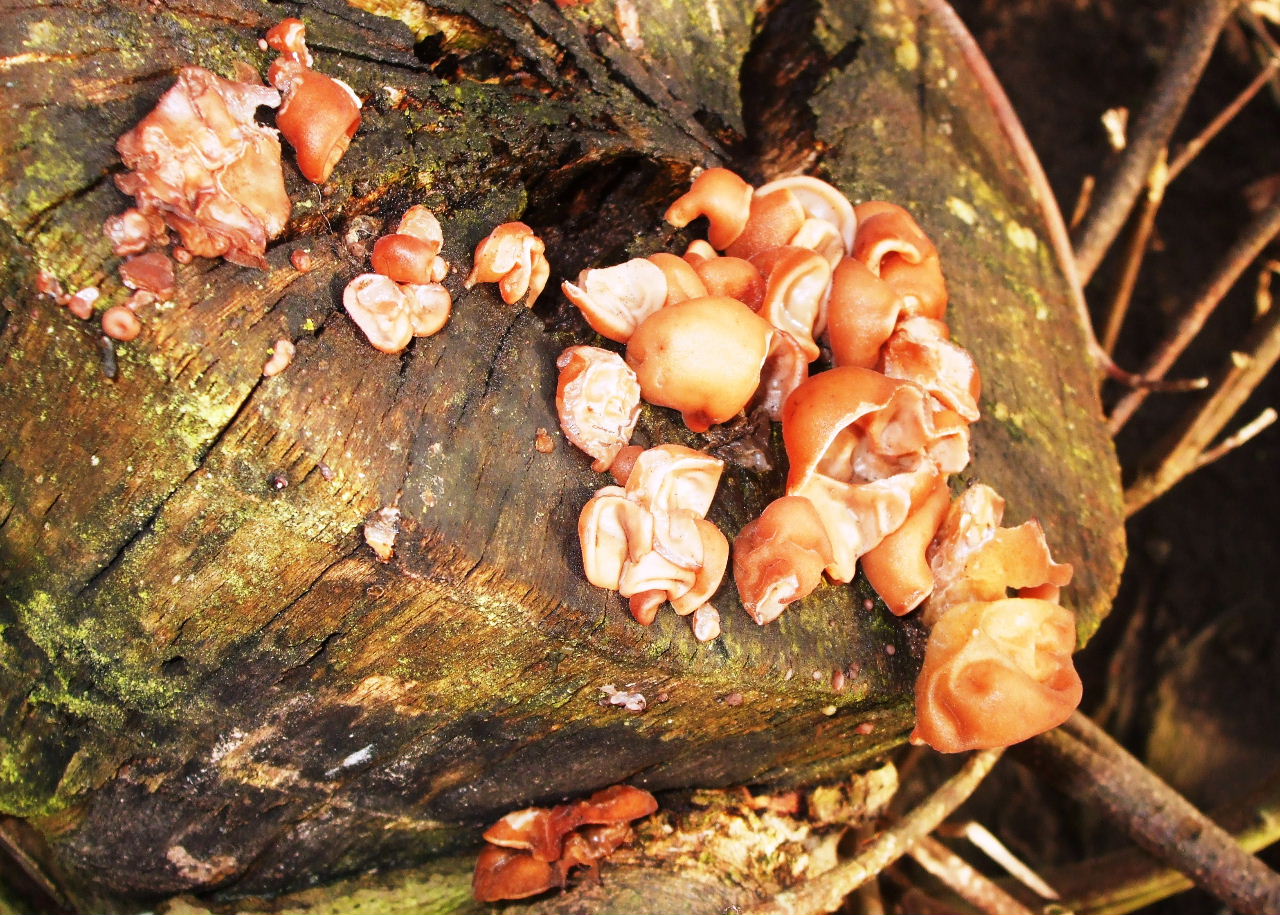 Largo Baywatch Jelly Ear Fungus
