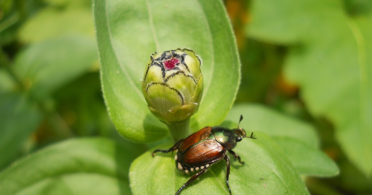 Sue's in the Garden Growing the Groceries Zinnias and Japanese Beetles