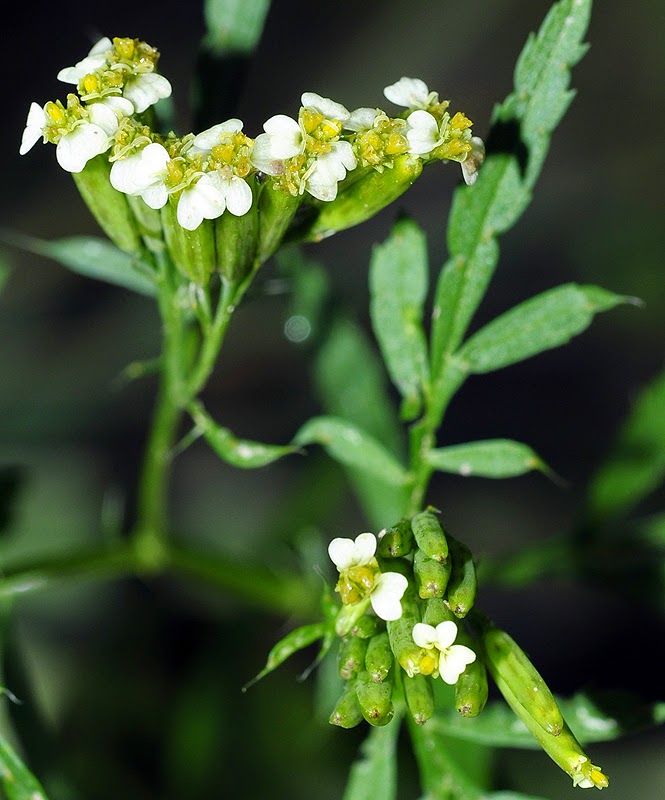 Mundo Natural Faluke Tagetes minuta
