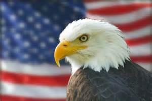 The American Bald Eagle