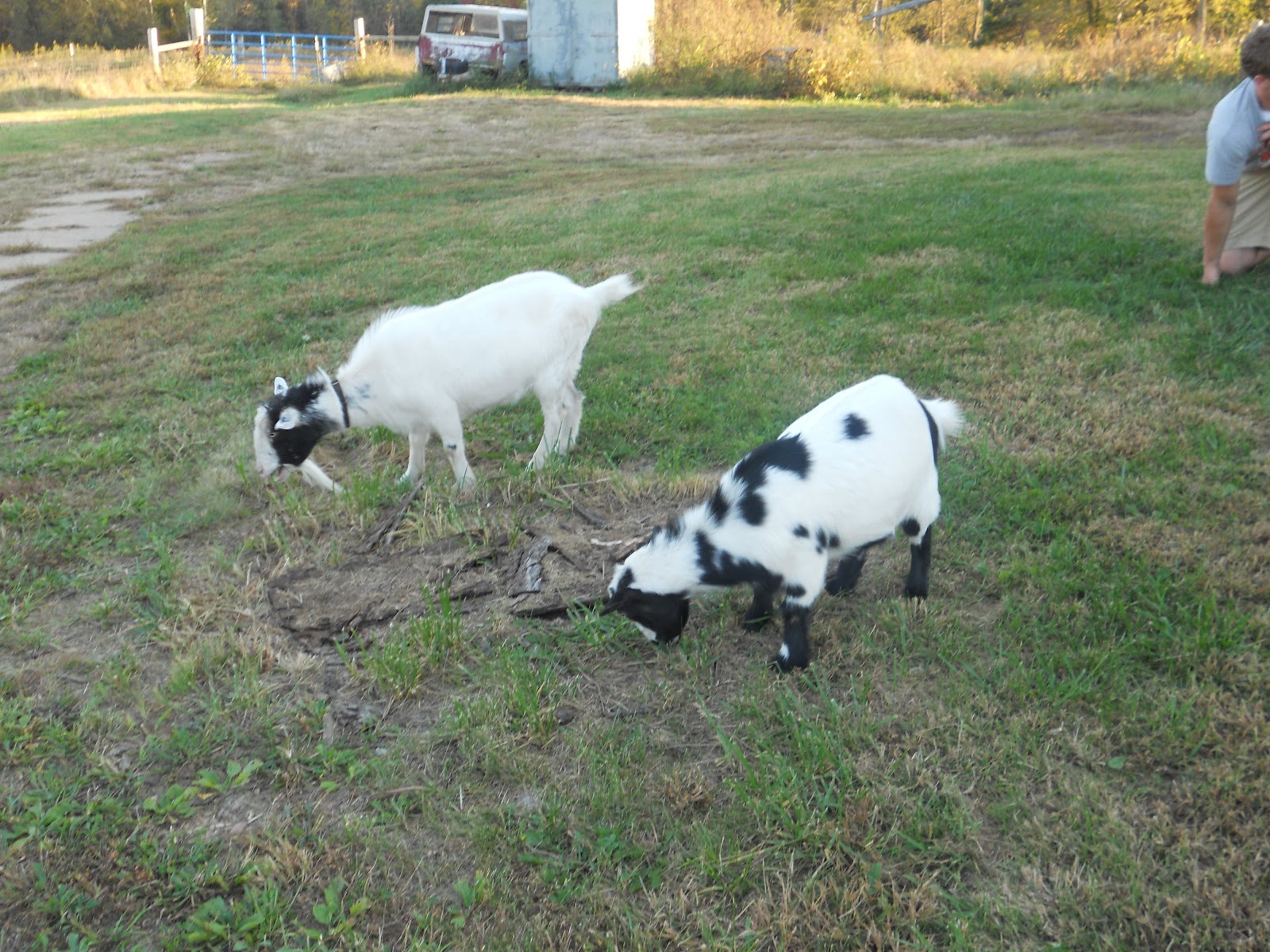 Learn + Play = Pre K Ball Butting Goats!